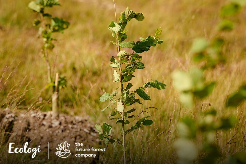 Environment & Sustainability